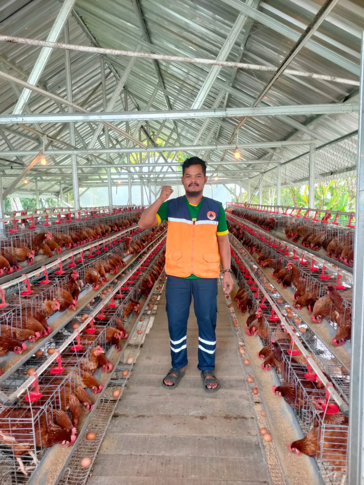 Desa Cipada Bangun Ekosistem Ketahanan Pangan Berbasis Ayam Petelur, Sinergi dengan Program MBG