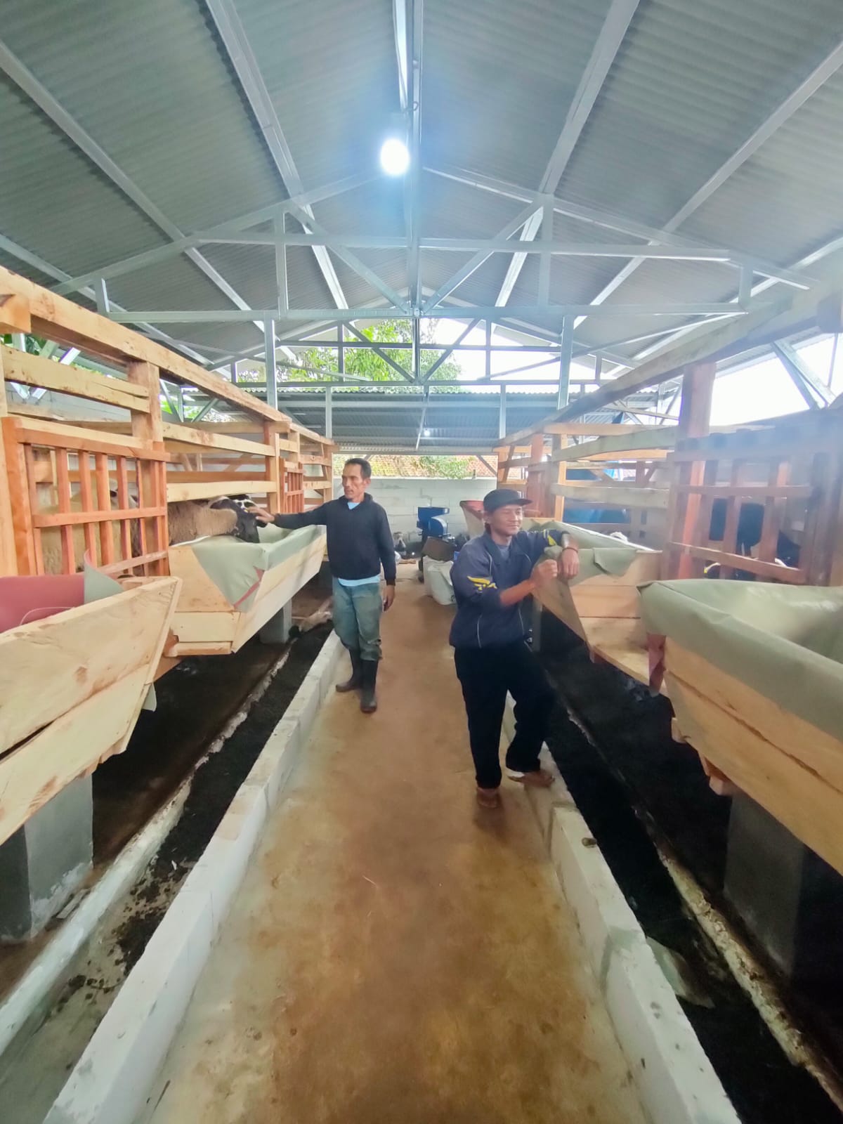 Ketahanan Pangan Berbasis BUMDes, Cikande Kembangkan Domba Dorper F1 dan Pertanian Pakan Mandiri