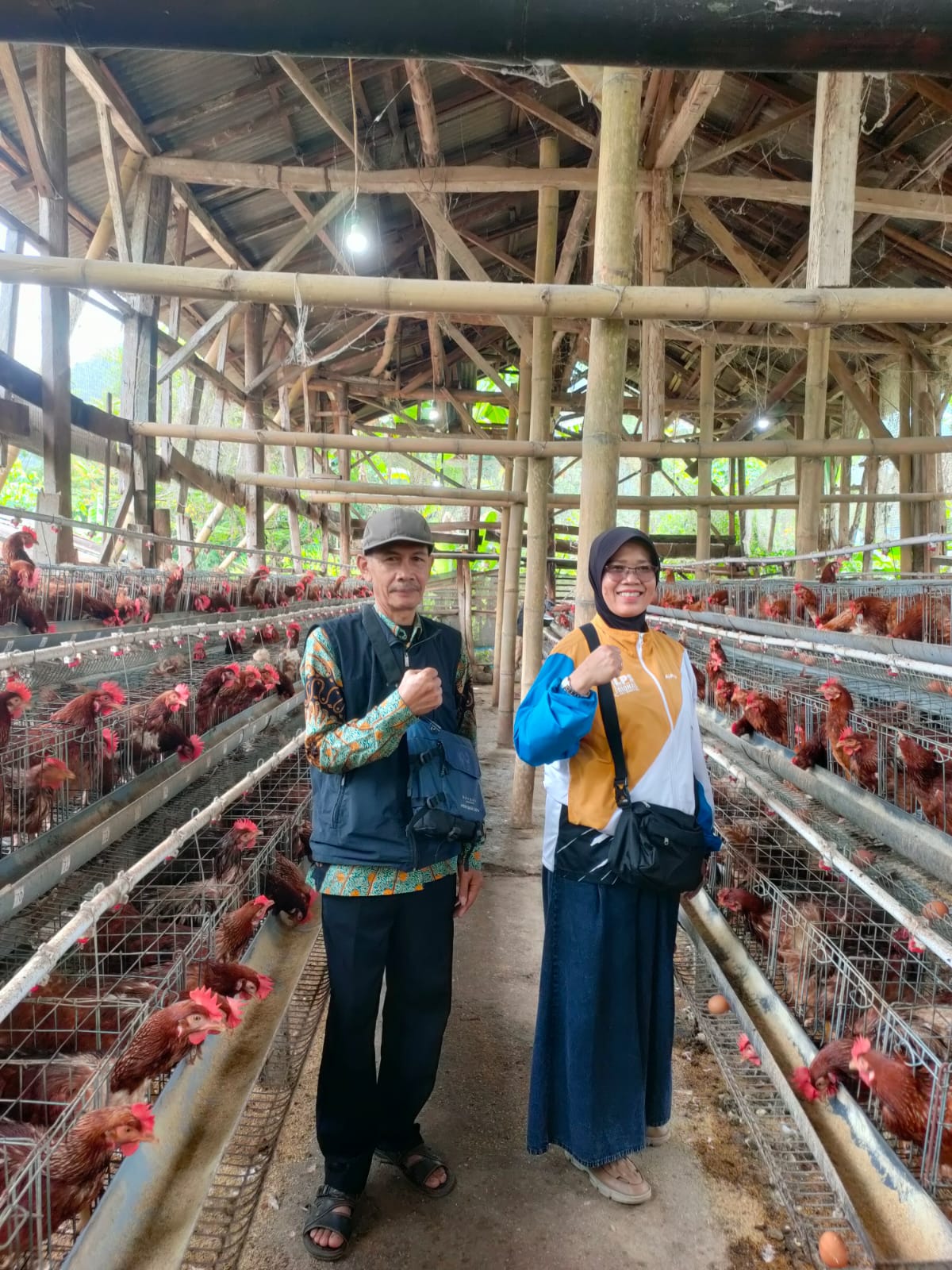 BUMDES Suka Maju Batulayang Kembangkan 700 Ayam Petelur, Perkuat Ketahanan Pangan Desa