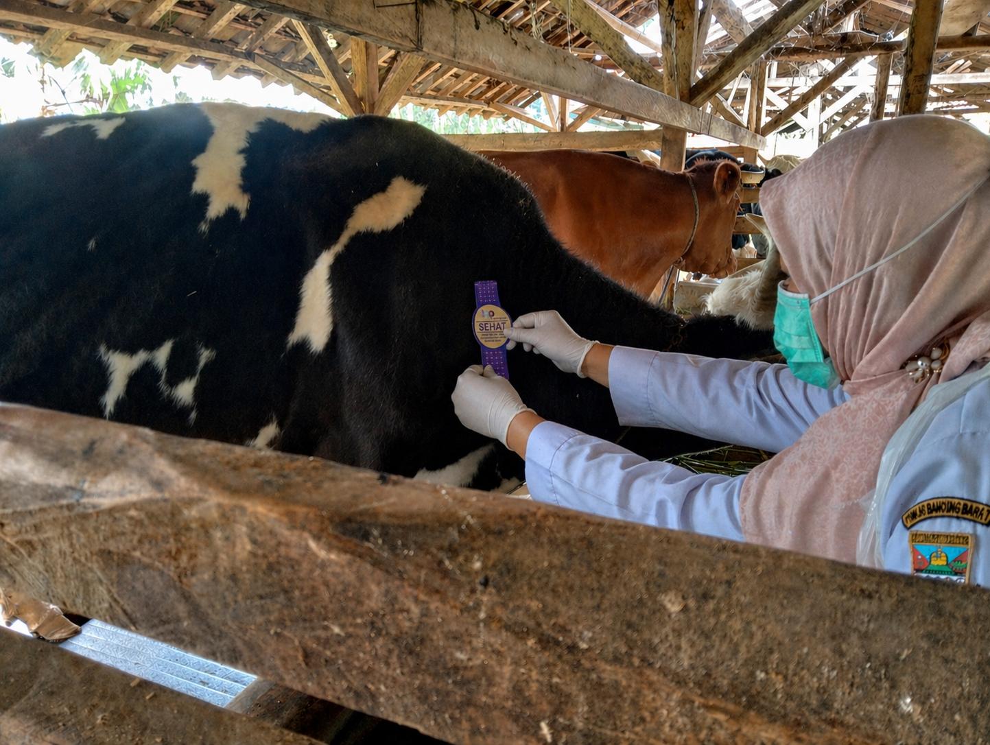 2.829 Hewan Kurban di Bandung Barat Dinyatakan Layak, Pengawasan Kesehatan Diperketat hingga Pascapenyembelihan
