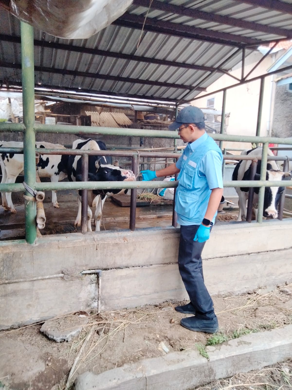 Dispernakan Bandung Barat Kerahkan 67 Petugas Awasi Kesehatan Hewan Kurban Jelang Iduladha 2026